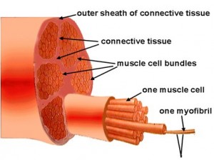 The truth about rep ranges and their role in muscle growth