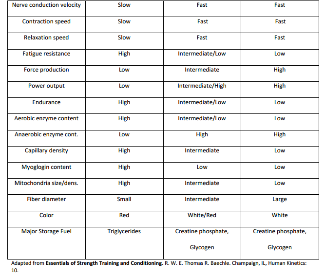 Muscle Fiber Types Chart